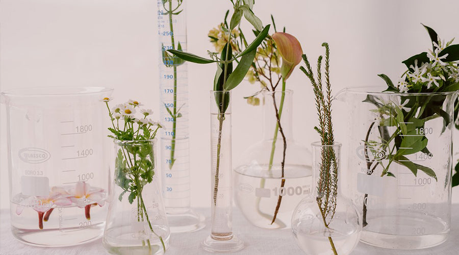 plants in beakers and test tubes