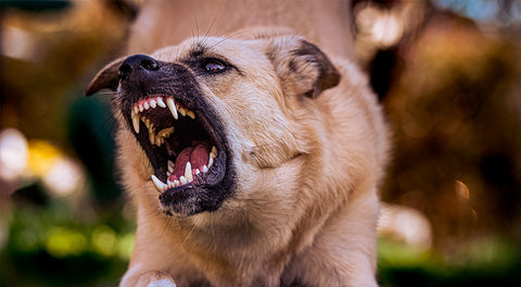 Chien agressif : causes et conseils pour résoudre l'agressivité du chien -  Franklin