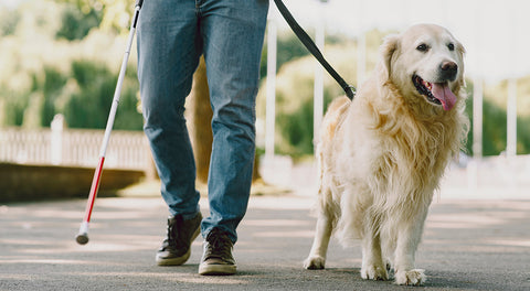 chien d'assistance guide chien pour handicapés