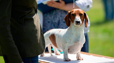 concours beauté chien