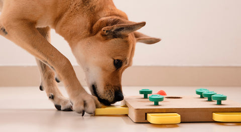 jeux éducatifs et intéractifs chien et chat