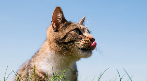 comprendre le langage du chat langage corporel chat