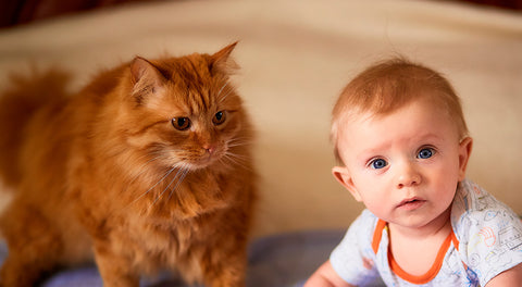 chat et arrivée d'un bébé