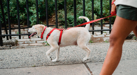 Quel type de laisse choisir pour un chien - Franklin