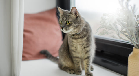 chat gris assis sur une table