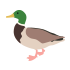 Canard