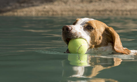 Chien dans l'eau avec une balle de tennis dans la gueule