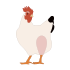 poulet