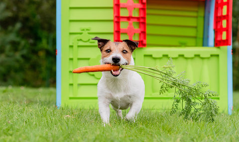 vitamines chien et chat essentielles