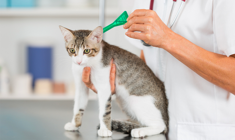 Vermifuger son chien ou son chat