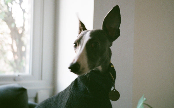 Whippet in coat