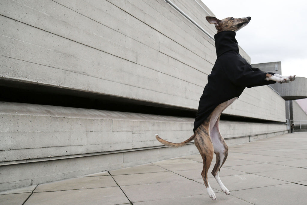 Whippet Raincoat