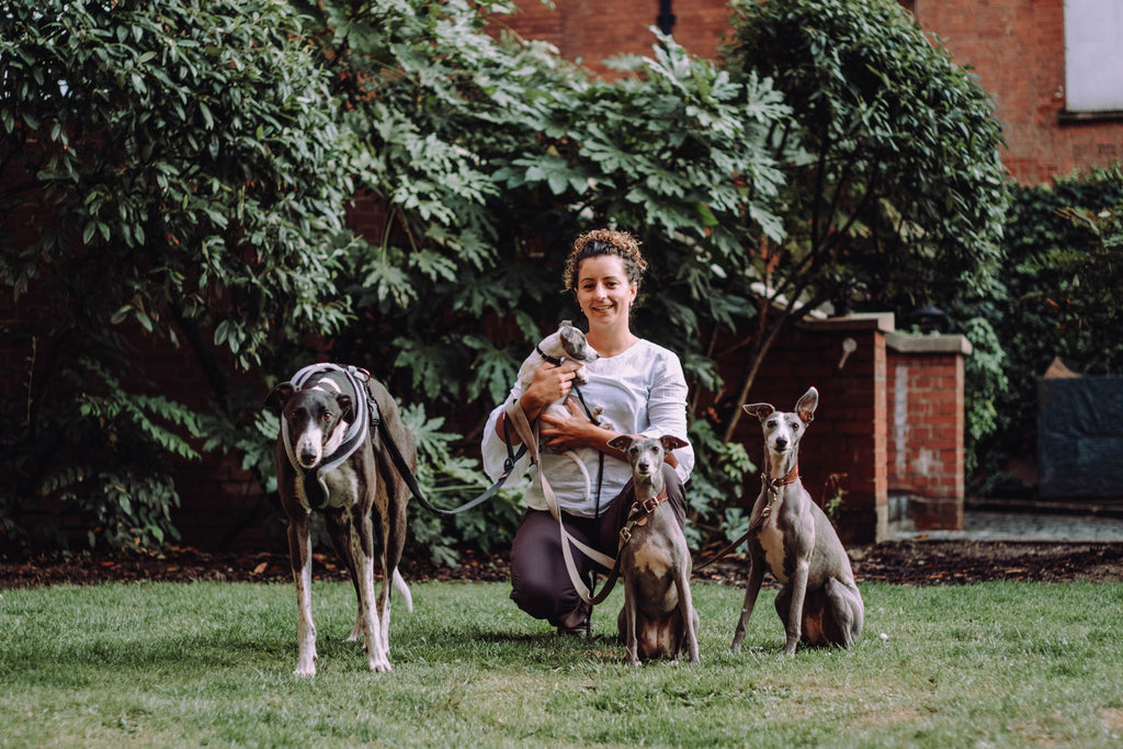 Expert Behaviourist in Whippets, Lurchers and Greyhounds