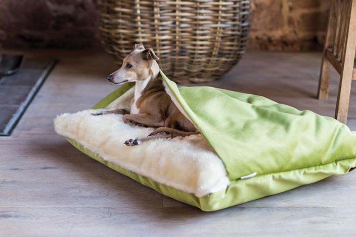 The Best Whippet Bed