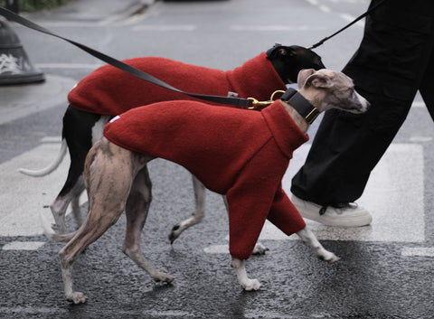 two whippets in orange wool coats