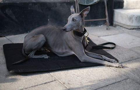 a portable dog settle mat