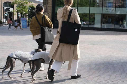two humans and their whippets in coats