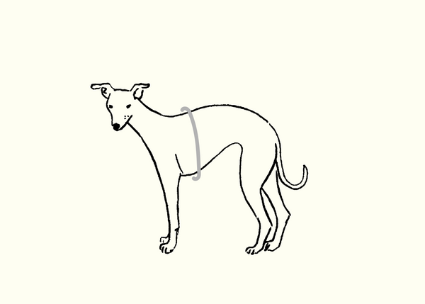 Measuring your whippet - chest - Occam size guide