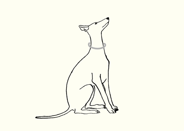 Measuring your whippet - neck - Occam size guide