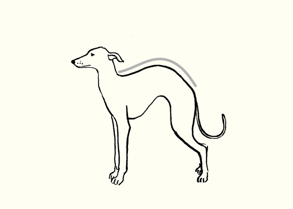 Measuring your whippet - back length - Occam size guide