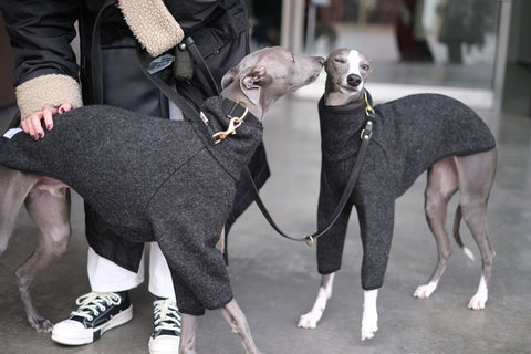 two whippets wearing a wool whippet coats