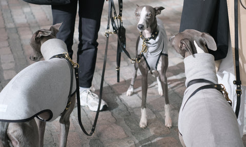 three whippets in coats