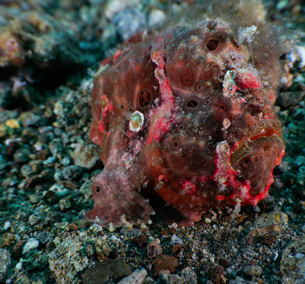 Painted Frogfish - Antennarius pictus ~10cm