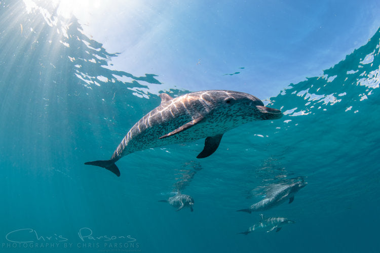 Atlantic Spotted Dolphins, Bimini, Bahamas.
