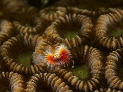 Christmas tree worm - Spirobranchus giganteus ~1cm