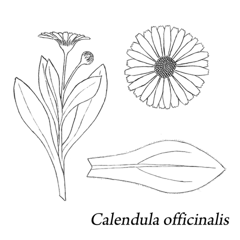 Calendula Graphic