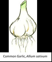 Garlic