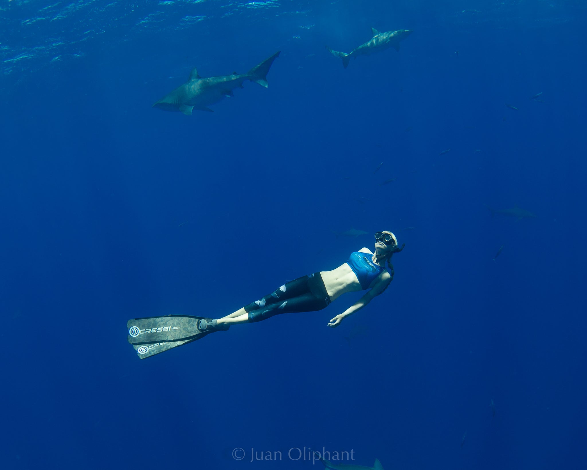 deep blue shark tracking