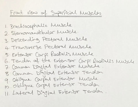 A written list of the superficial muscles of the horse from the front. 