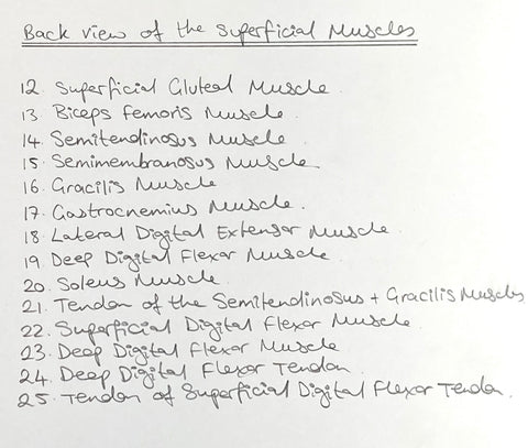 A written list of the superficial muscles of the horse from the back. 