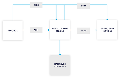 How dihydromyricetin helps break down alcohol