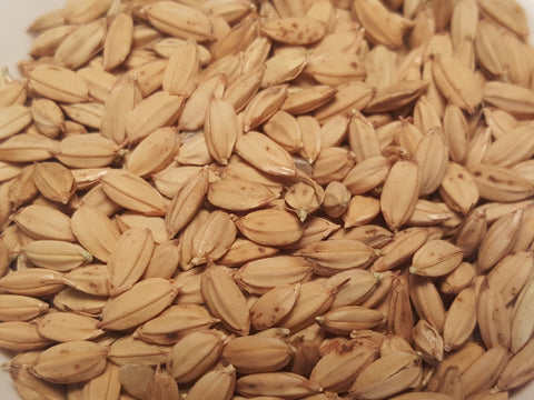 Duborskian upland rice for dehulling test