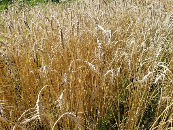 Wheat plot in the home garden