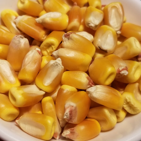 Reid Yellow Dent Corn seeds