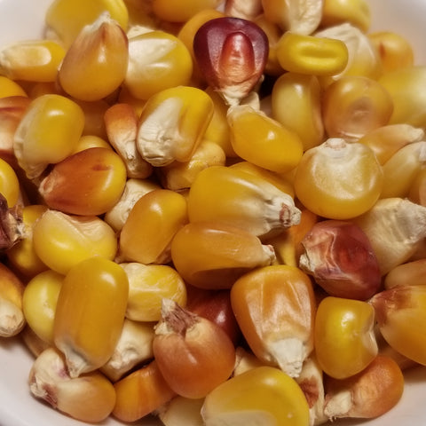 VK RX 2300 2300 Flint Corn seeds