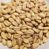 Saranac Wheat kernels - a soft white Open Source Seed Initiative Pledged wheat variety