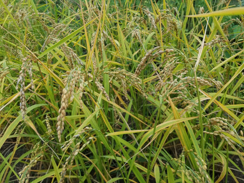 Sputnik Upland Rice