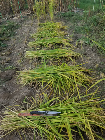 Reaping the Sputnik Upland Rice by hand