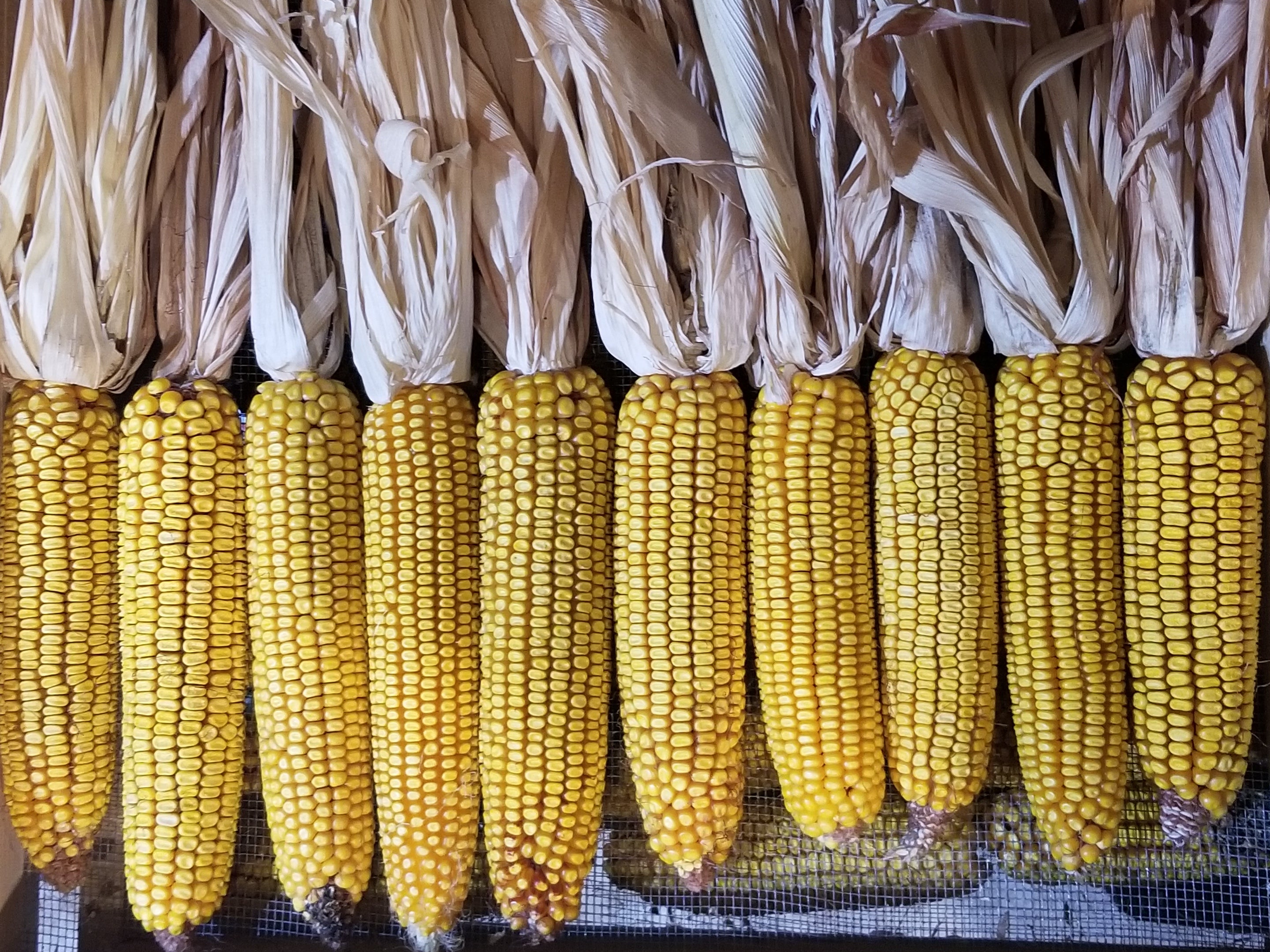 Choice ears of Minnesota 13 Corn