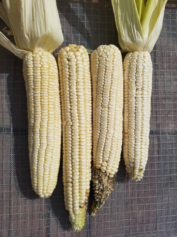 Silver King Dent Corn, first ears harvested of the season