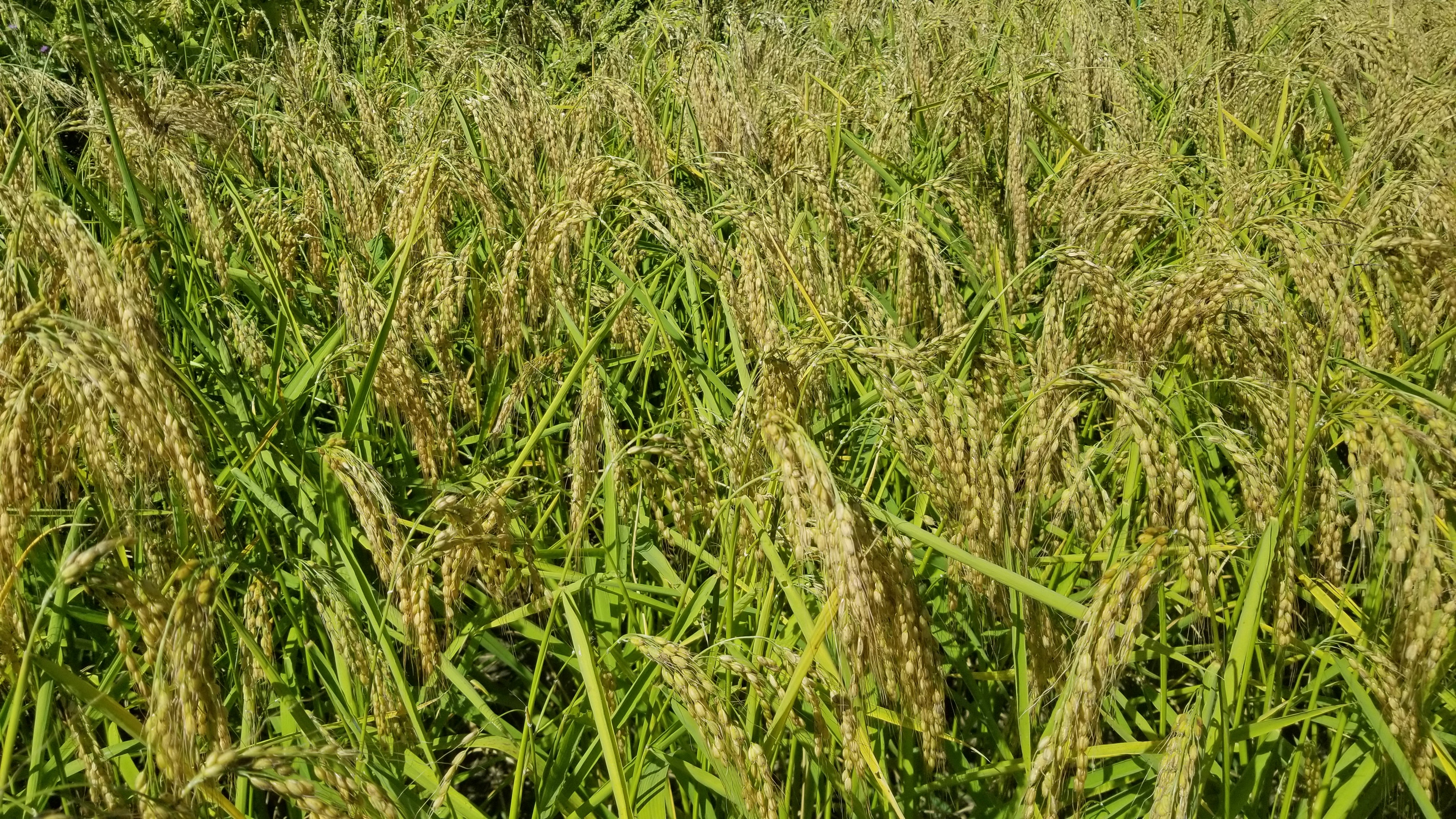 Duborskian Upland Rice