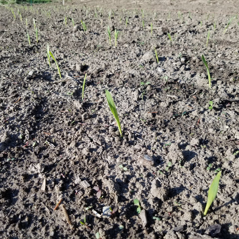 Sardinian Barley 9 days after planting