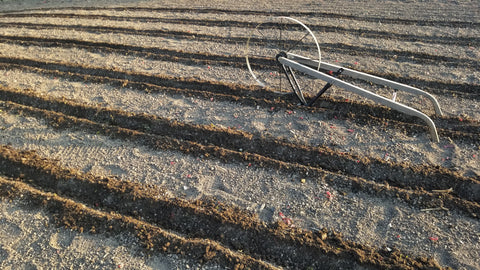 preparing the furrows for planting corn with a wheel hoe