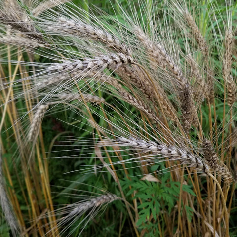 Lasko Triticale