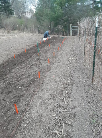 planting spring grains