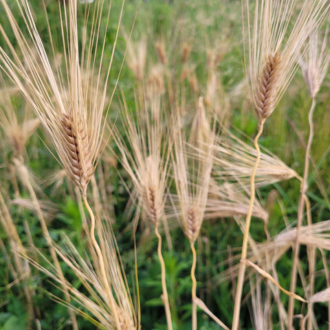 Pike Barley